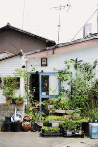 Indoor green: living with plants