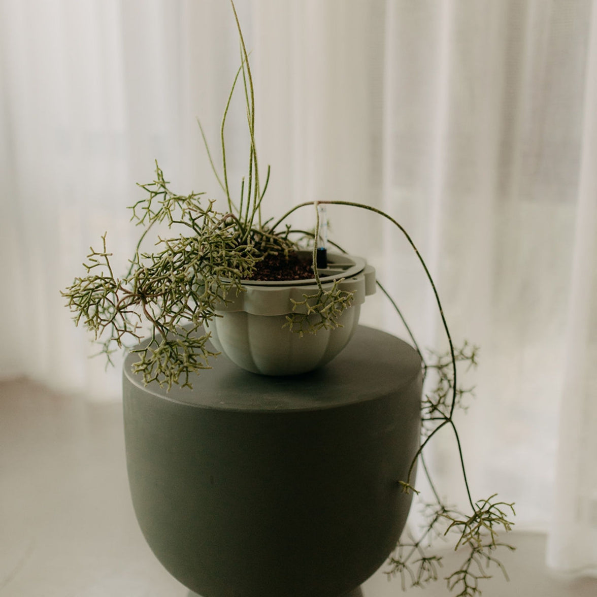 Poppy Self Watering Hanging Planter - Jade