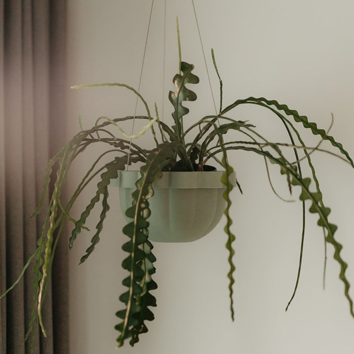 Poppy Self Watering Hanging Planter - Jade