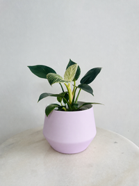 Philodendron ‘Birkin’ | Samso Planter Small