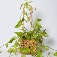 Salmon Plant Pin