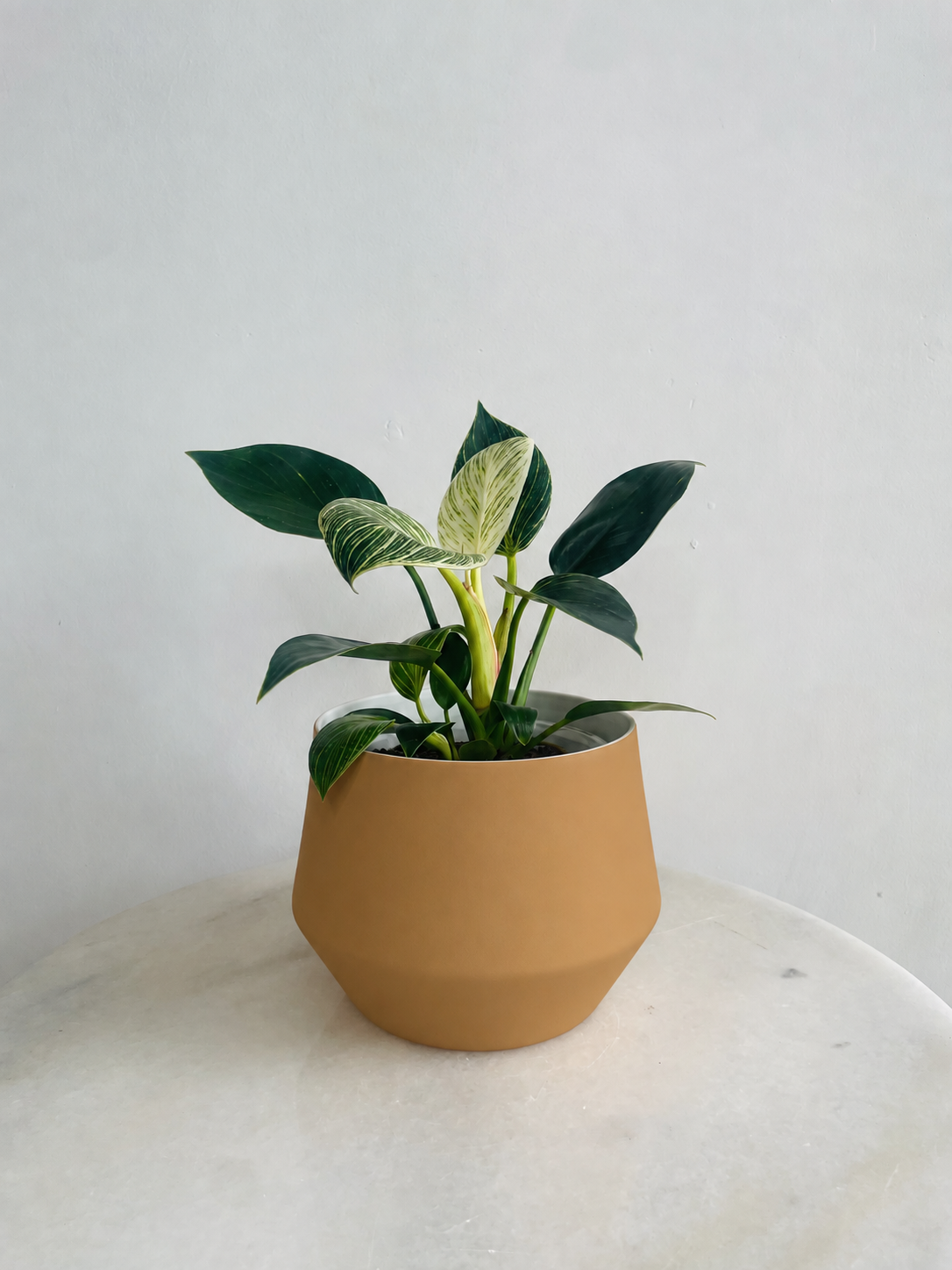 Philodendron ‘Birkin’ | Samso Planter Small