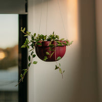 Poppy Self Watering Hanging Planter - Rhubarb