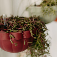 Poppy Self Watering Hanging Planter - Rhubarb