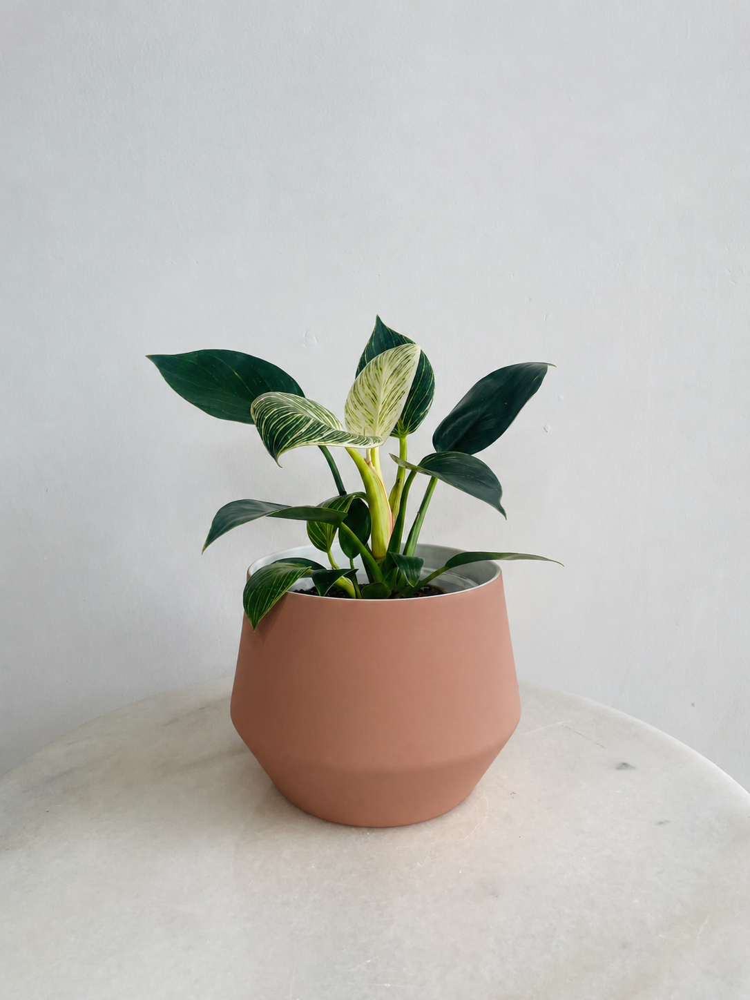 Philodendron ‘Birkin’ | Samso Planter Small