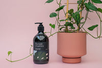Indoor Plant Seaweed Tonic