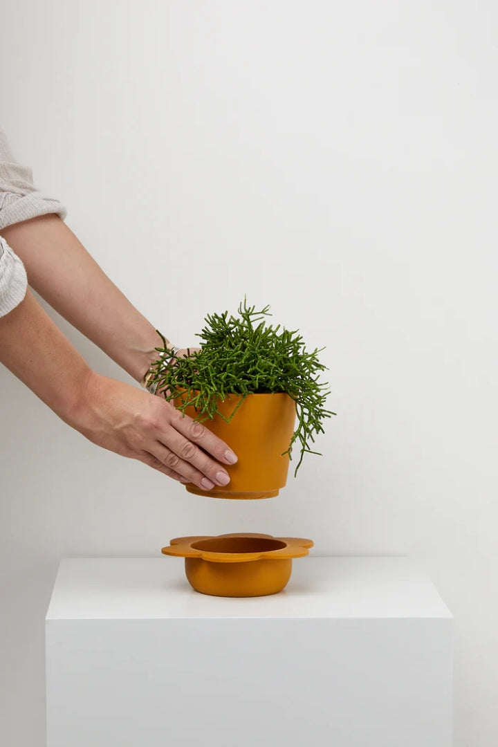 Spring Pot Golden