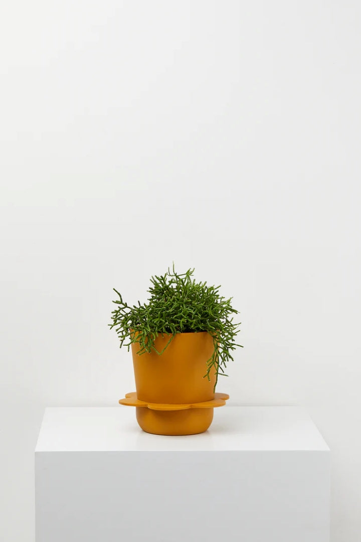 Spring Pot Golden