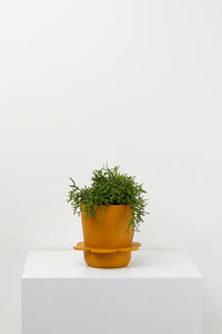 Spring Pot Golden
