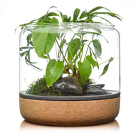 Temperate Terrarium