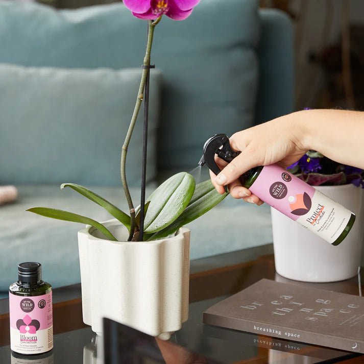 Orchid Protect Spray