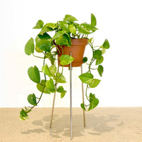 Wire Chrome Plant Stand Small