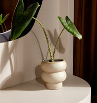 Billie Planter - Dune