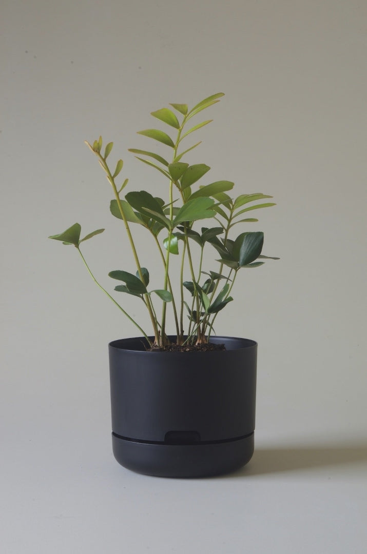 215mm Selfwatering Plant Pot