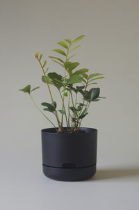 215mm Selfwatering Plant Pot