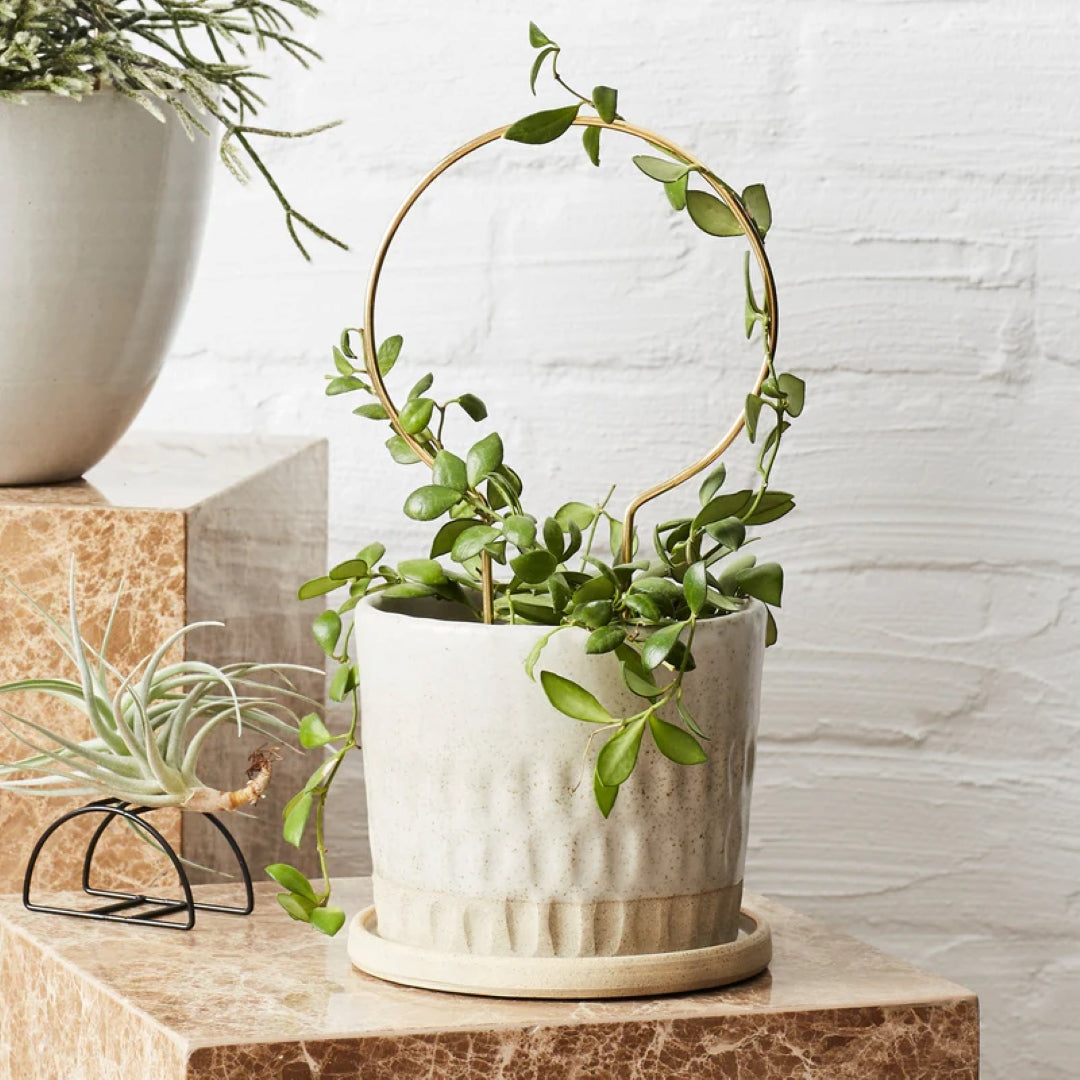 Circle Brass Plant Stake