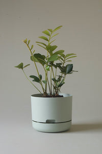 215mm Selfwatering Plant Pot