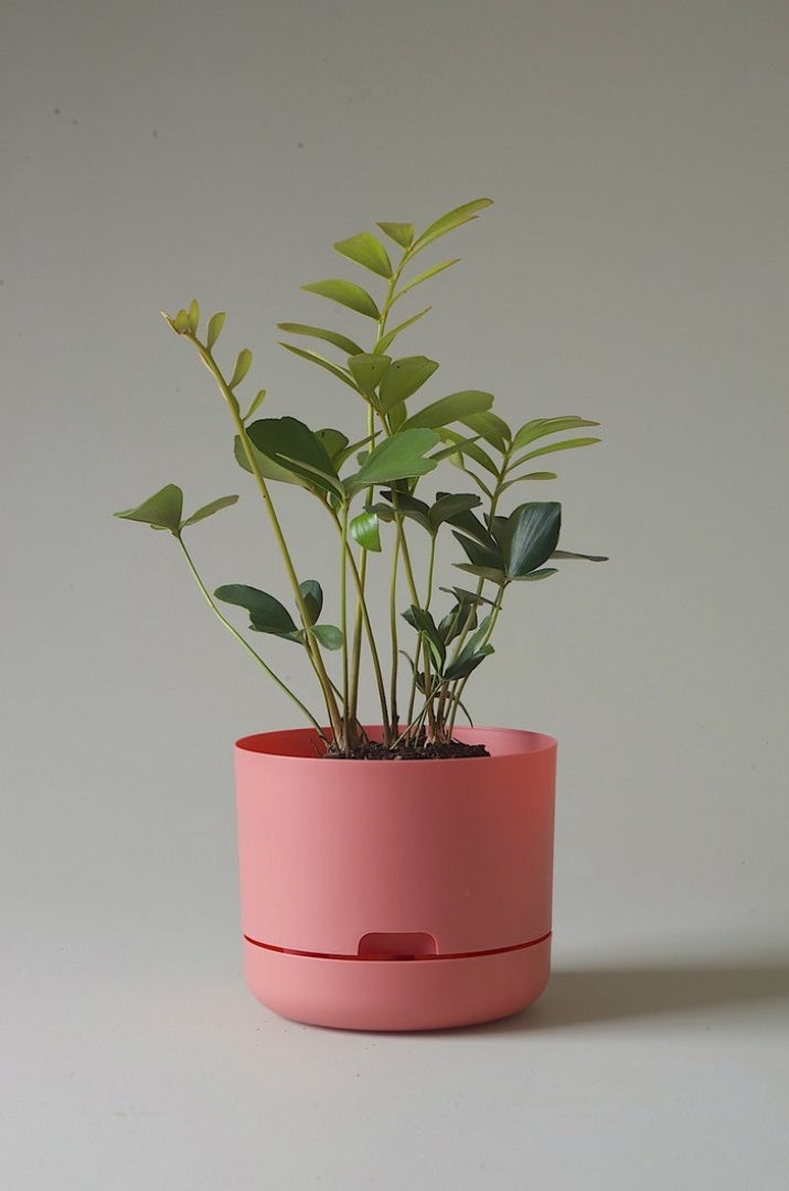 215mm Selfwatering Plant Pot