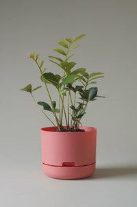 215mm Selfwatering Plant Pot