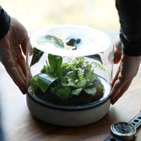 Rainforest Mk2 Terrarium Cork