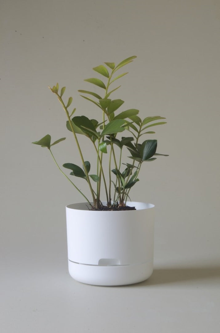 215mm Selfwatering Plant Pot